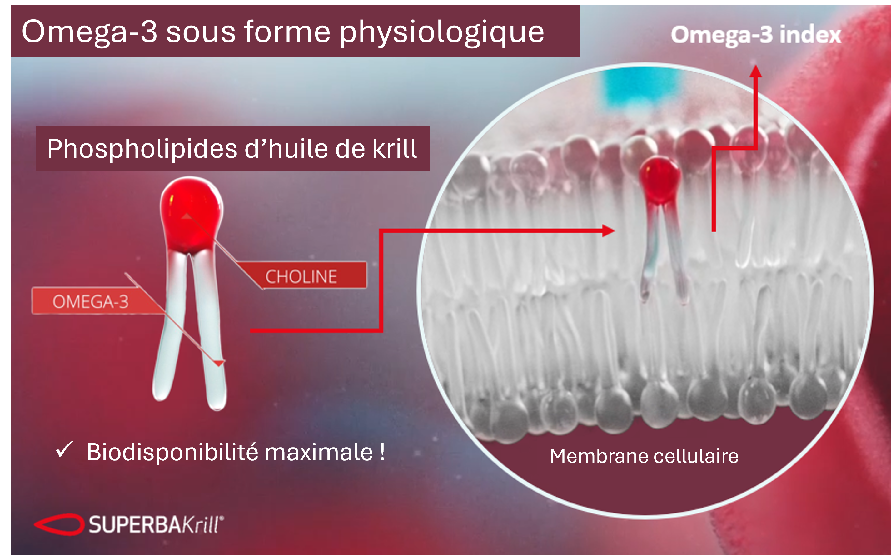 La composition de l'huile de krill